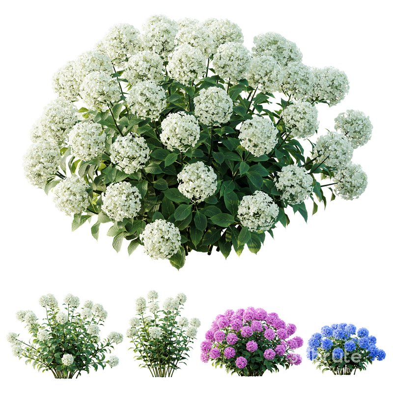 HQ Plants Smooth Wild Hydrangea Arborescens Annabelle Image 1