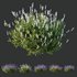 Plants Lavandula Pedunculata Atlantica Stoechas Subpedunculata - Thumbnail 1
