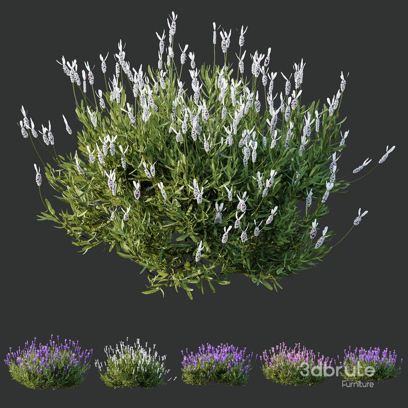 Plants Lavandula Pedunculata Atlantica Stoechas Subpedunculata Image 1