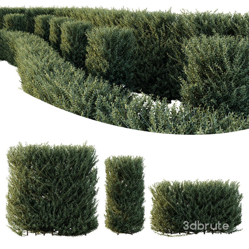 Plants Gray Box Westringia Fruticosa Coastal Rosemary Set03 Image 1