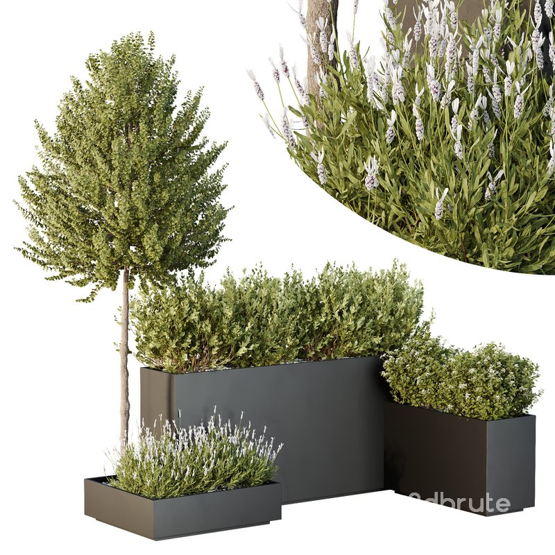 HQ Tree and bush garden box outdoor VOL 50 Image 1