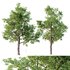 HQ Plants Ash Tree - Thumbnail 1