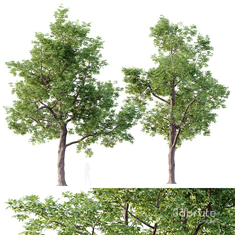 HQ Plants Ash Tree Image 1