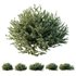 HQ Plants Gray Box Westringia Fruticosa Coastal Rosemary - Thumbnail 1