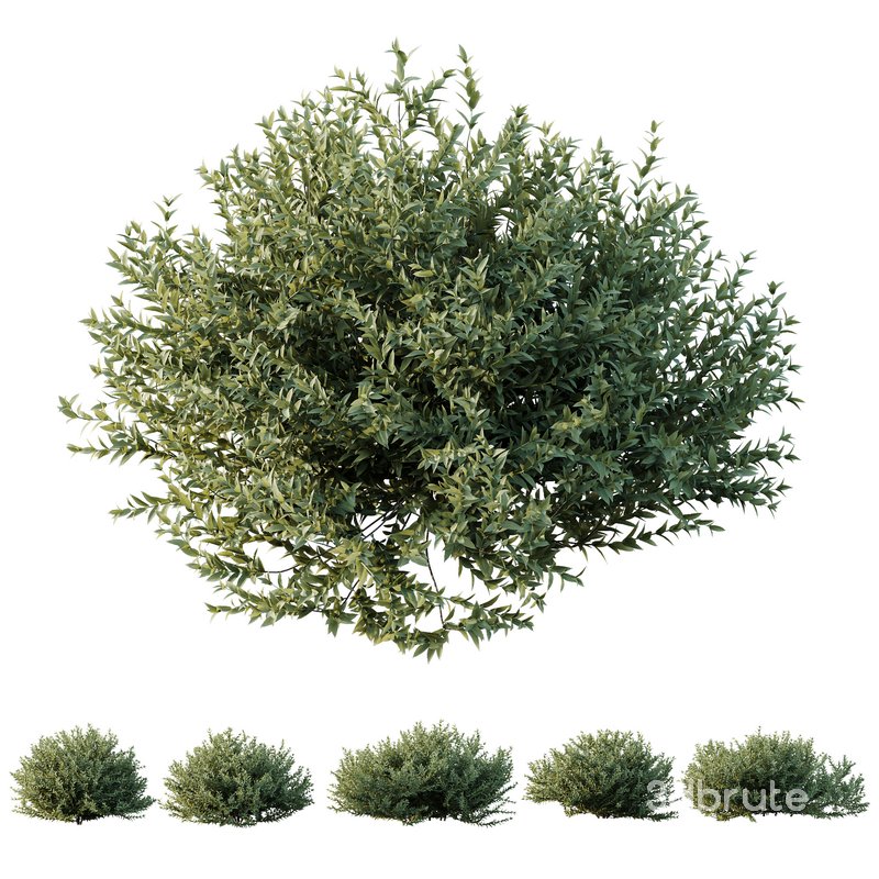 HQ Plants Gray Box Westringia Fruticosa Coastal Rosemary Image 1