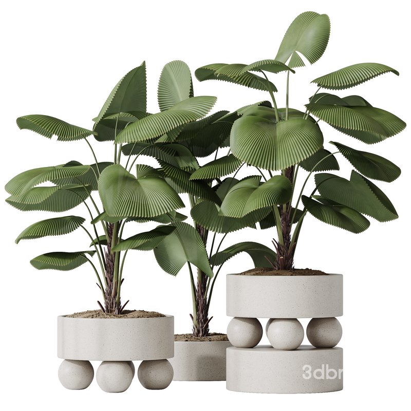 HQ HousePlants Licuala Grandis Ruffled Fan Palm Image 1