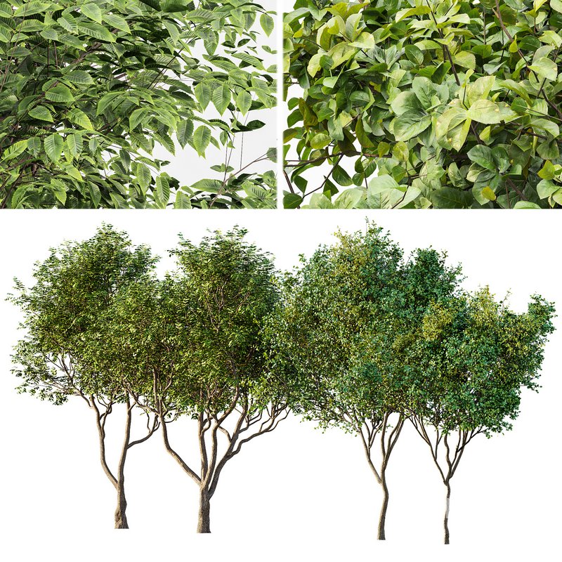 Sweet chestnut and Bush Leaf Image 1