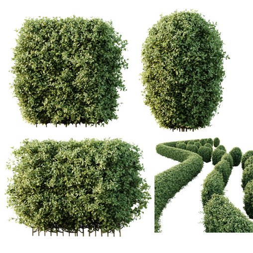 HQ Plants Ligustrum Ovalifolium Argenteum Aureum Hedge