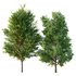poplar 2 trees - Thumbnail 1