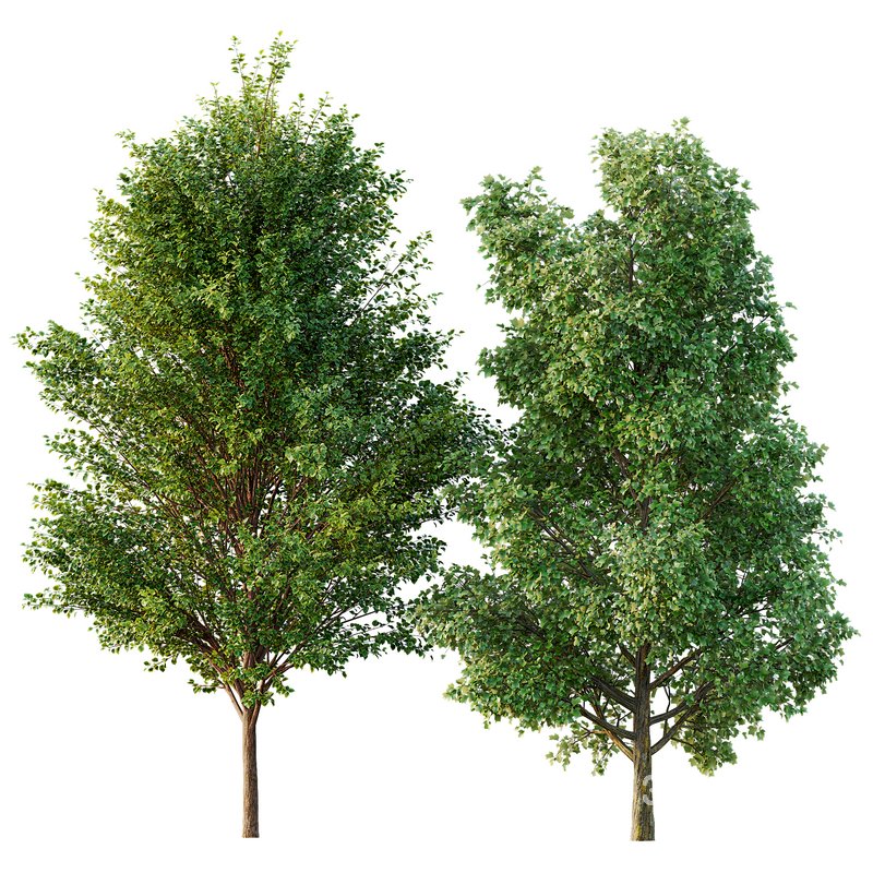 poplar 2 trees Image 1