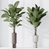 HousePlants Licuala Grandis Ruffled Fan Palm Set02 - Thumbnail 2