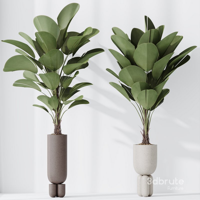 HousePlants Licuala Grandis Ruffled Fan Palm Set02 Image 2