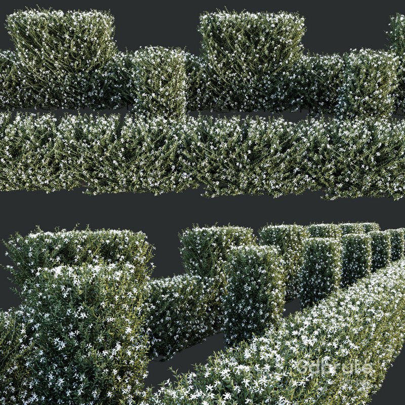 HQ Plants Gray Box Westringia Fruticosa Coastal Rosemary Flower Set03 Image 3