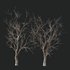 Dry Or Dead Tree 01 - Thumbnail 2