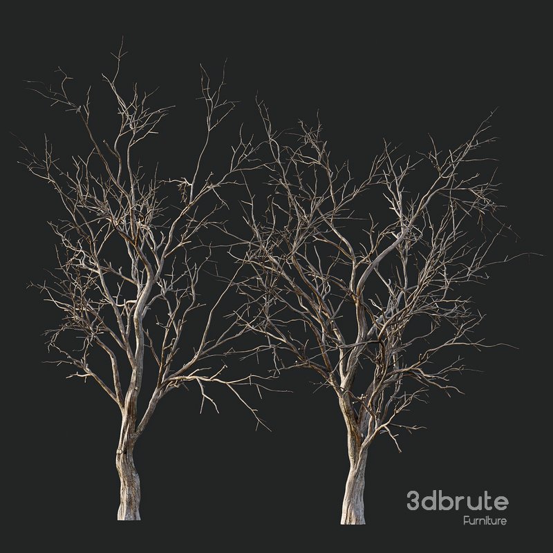 Dry Or Dead Tree 01 Image 2