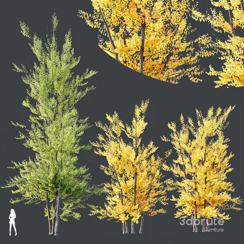 HQ Plants Acer X freemanii Freeman Maple Sapindaceae Autumn Blaze Set03 Image 2