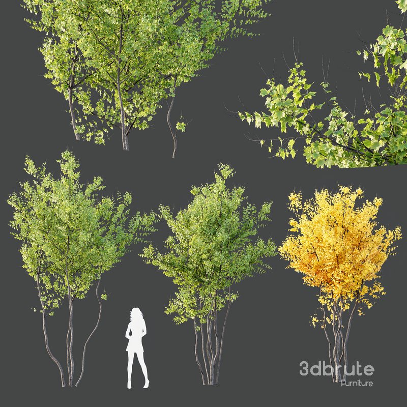 Plants Acer X freemanii Freeman Maple Sapindaceae Autumn Blaze Image 2