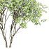 Amelanchier lamarckii4 - Thumbnail 1
