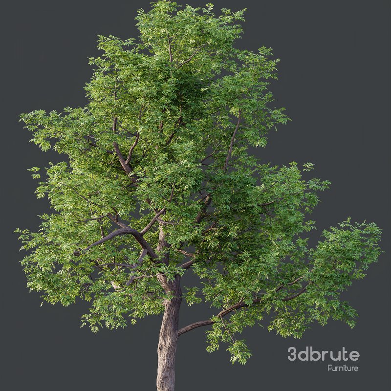 Alnus Glutinosa and Betula Pendula spring trees Image 2