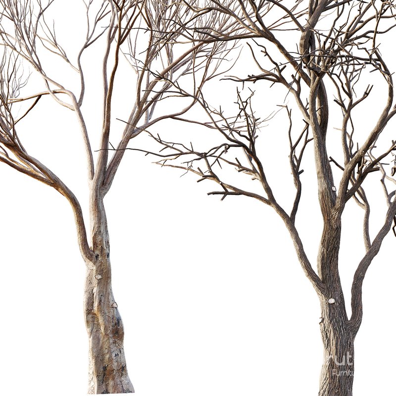 Dry Or Dead Tree 02 Image 2