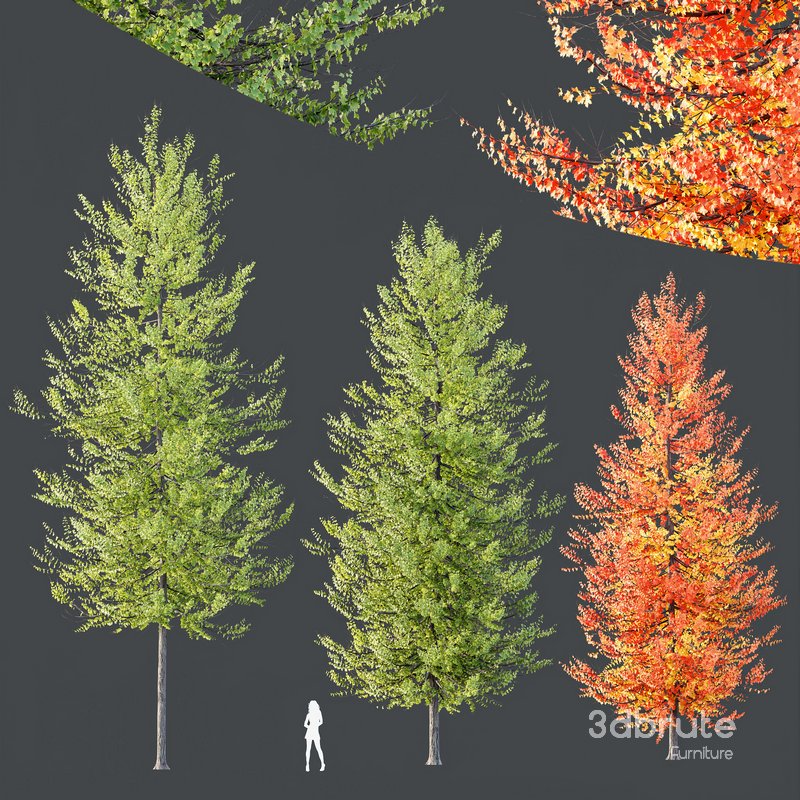 Plants Acer X freemanii Freeman Maple Sapindaceae Umbrella Set02 Image 2