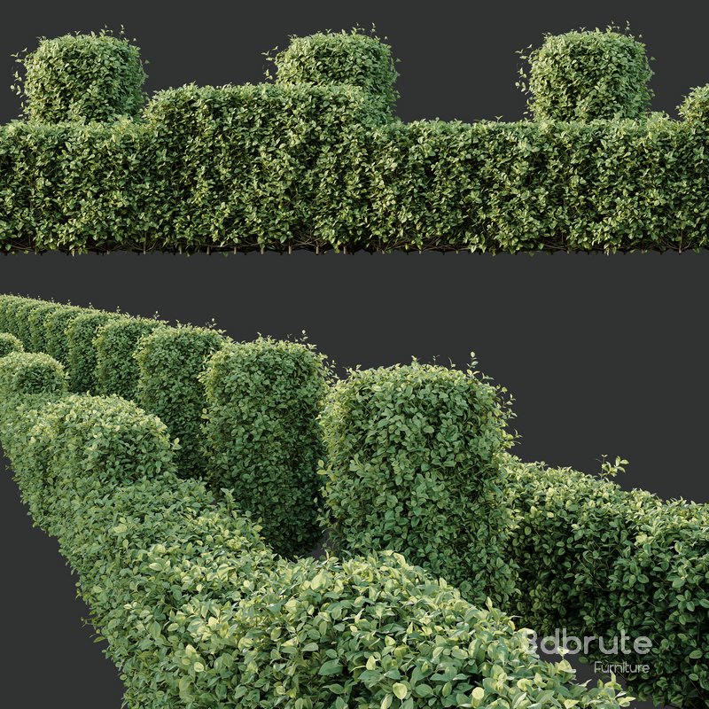 HQ Plants Ligustrum Ovalifolium Argenteum Aureum Box Hedge Image 3