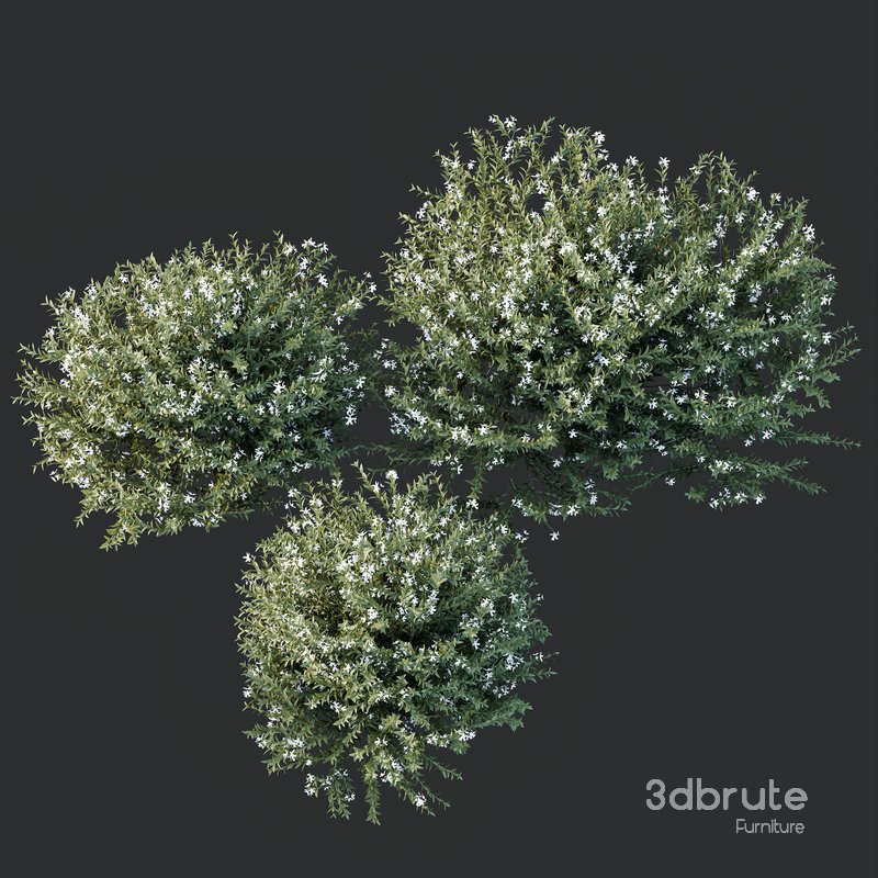 HQ Plants Gray Box Westringia Fruticosa Coastal Rosemary Flower Image 3