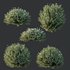 Plants Gray Box Westringia Fruticosa Coastal Rosemary Flower Set02 - Thumbnail 2