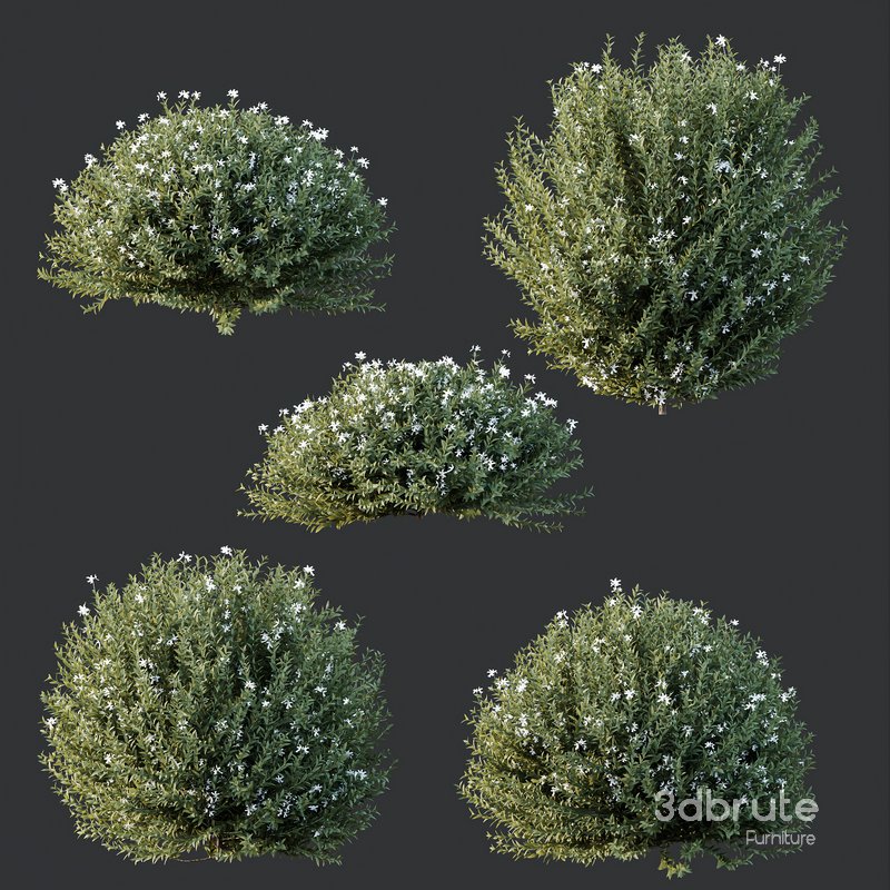 Plants Gray Box Westringia Fruticosa Coastal Rosemary Flower Set02 Image 2
