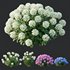 HQ Plants Smooth Wild Hydrangea Arborescens Annabelle - Thumbnail 2