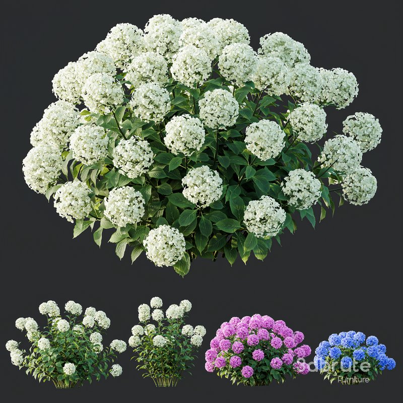 HQ Plants Smooth Wild Hydrangea Arborescens Annabelle Image 2