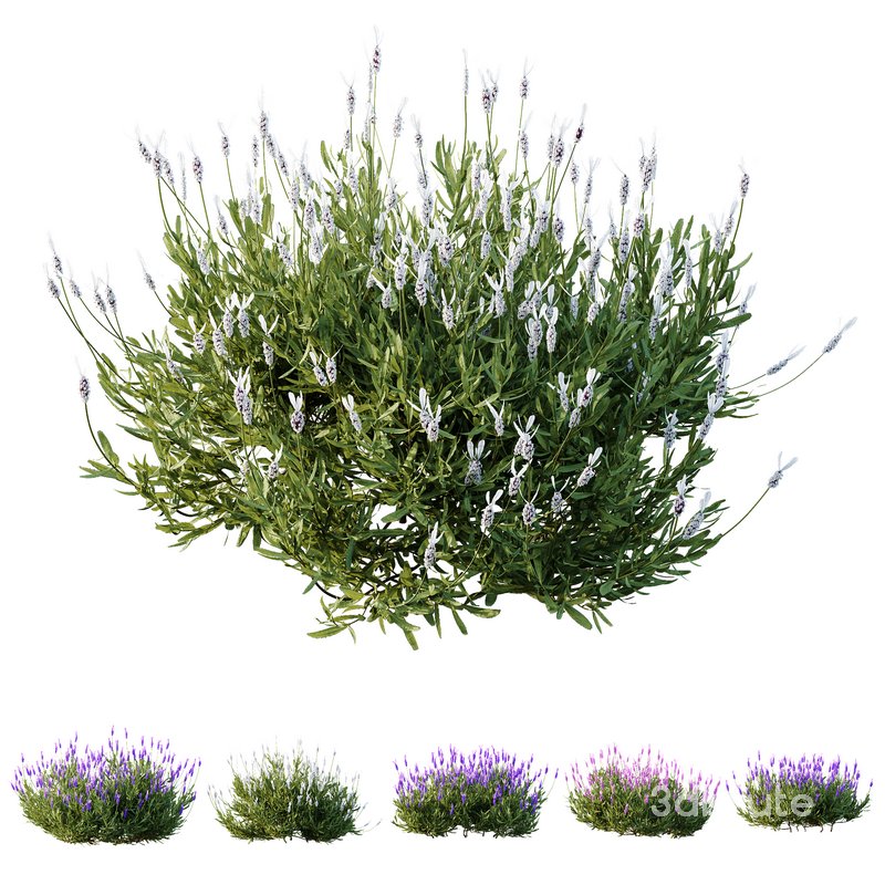 Plants Lavandula Pedunculata Atlantica Stoechas Subpedunculata Image 2