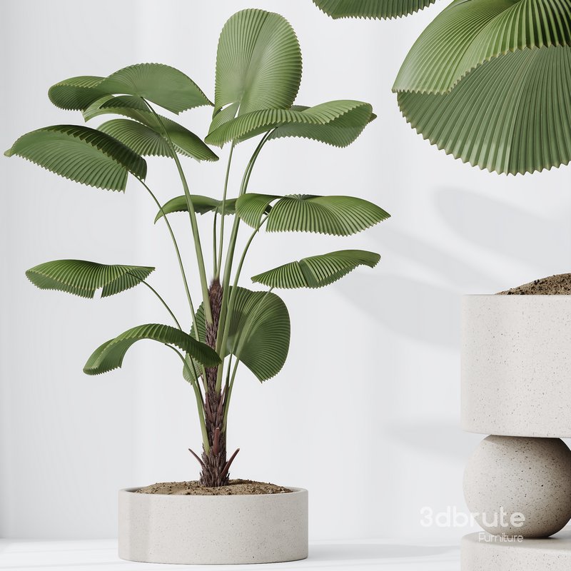 HQ HousePlants Licuala Grandis Ruffled Fan Palm Image 2