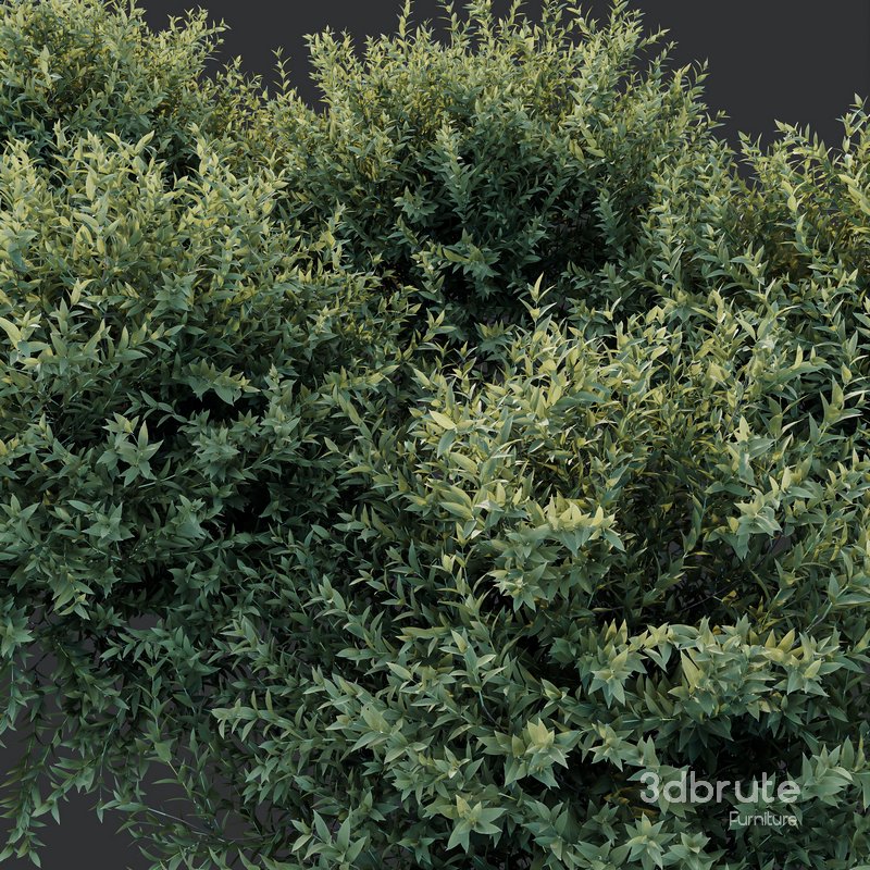 Gray Box Westringia Fruticosa Coastal Rosemary Image 2