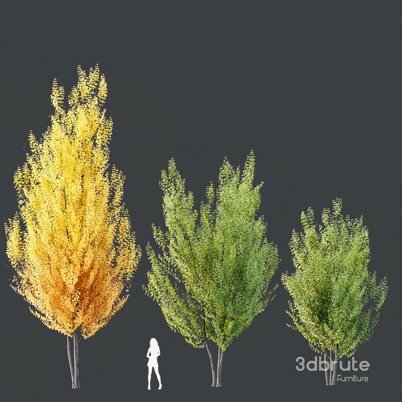 Plants Acer X_freemanii Freeman Maple Sapindaceae Autumn Blaze Set02 Image 2