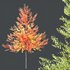 HQ Plants Acer X freemanii Freeman Maple Sapindaceae Umbrella - Thumbnail 2