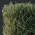 Plants Gray Box Westringia Fruticosa Coastal Rosemary Set03 - Thumbnail 2
