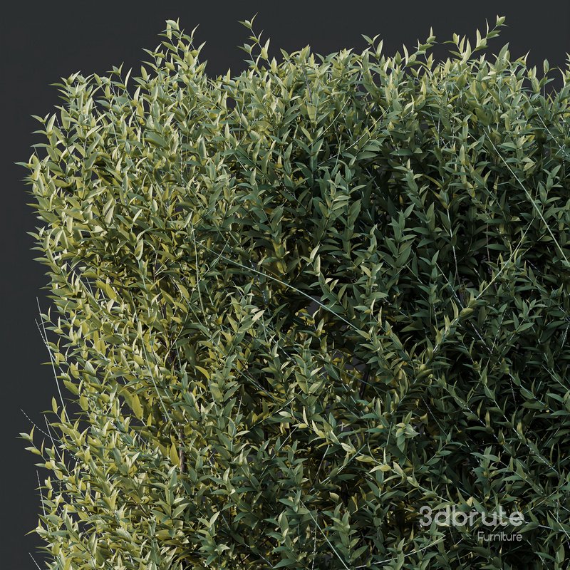 Plants Gray Box Westringia Fruticosa Coastal Rosemary Set03 Image 2