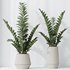 HousePlants ZZ Zamioculcas Zamiifolia Araceae Set02 - Thumbnail 1
