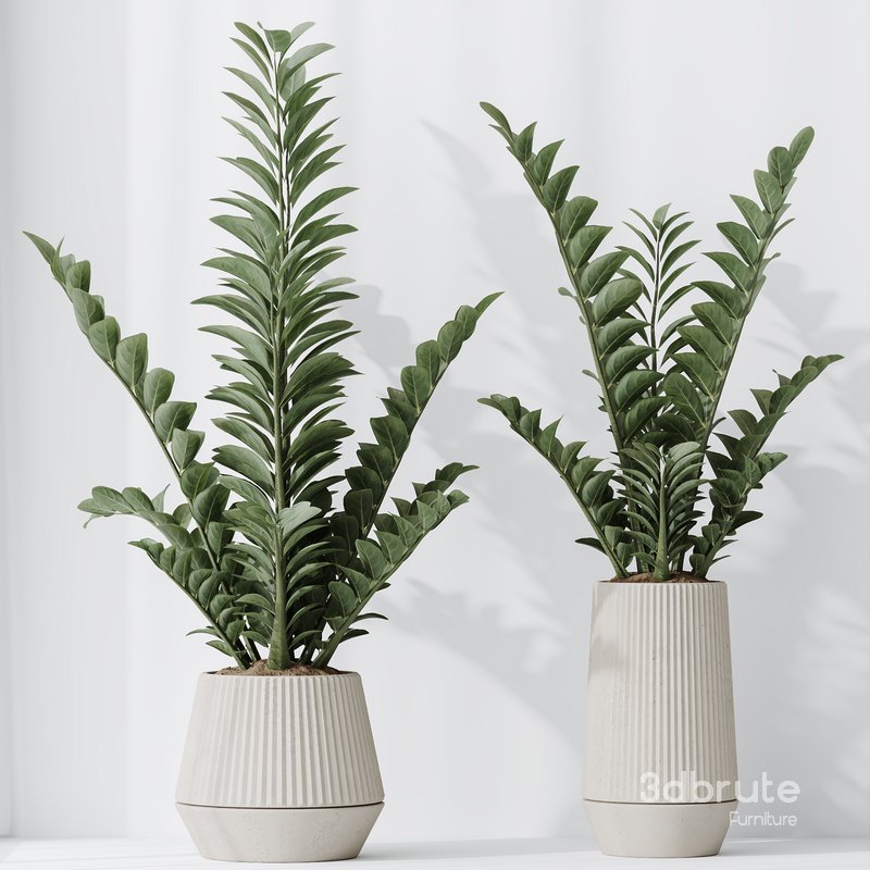 HousePlants ZZ Zamioculcas Zamiifolia Araceae Set02 Image 1