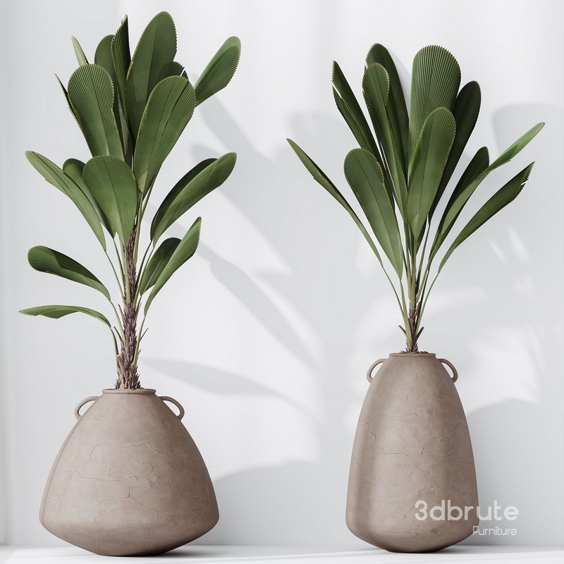 HQ HousePlants Licuala Grandis Ruffled Fan Palm Set02 Image 2