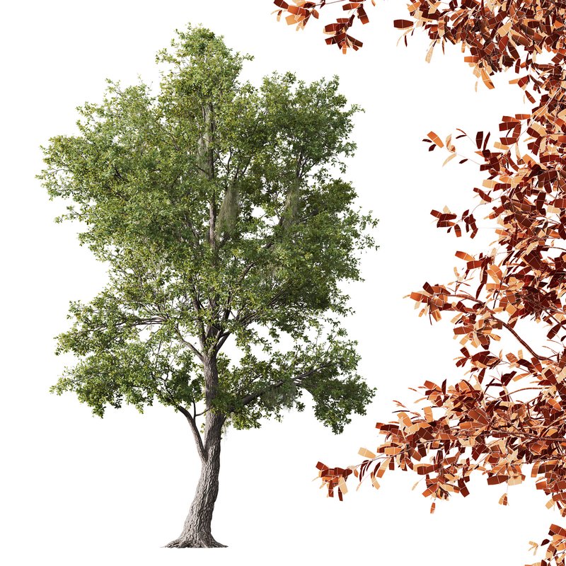 Quercus Serrata and Spanish Moss Image 3