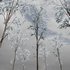 Winter Snow Tree 01 - Thumbnail 3