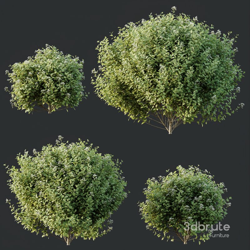 HQ Plants Stipa Tenuissima Ostnica Mocna Pony Tails Image 2