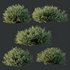 HQ Plants Gray Box Westringia Fruticosa Coastal Rosemary - Thumbnail 2