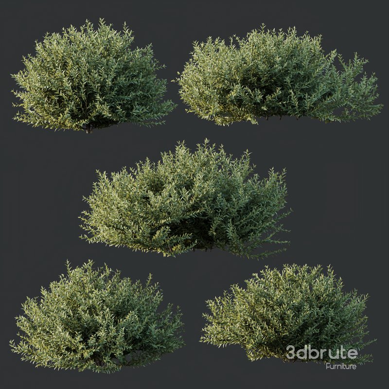 HQ Plants Gray Box Westringia Fruticosa Coastal Rosemary Image 2