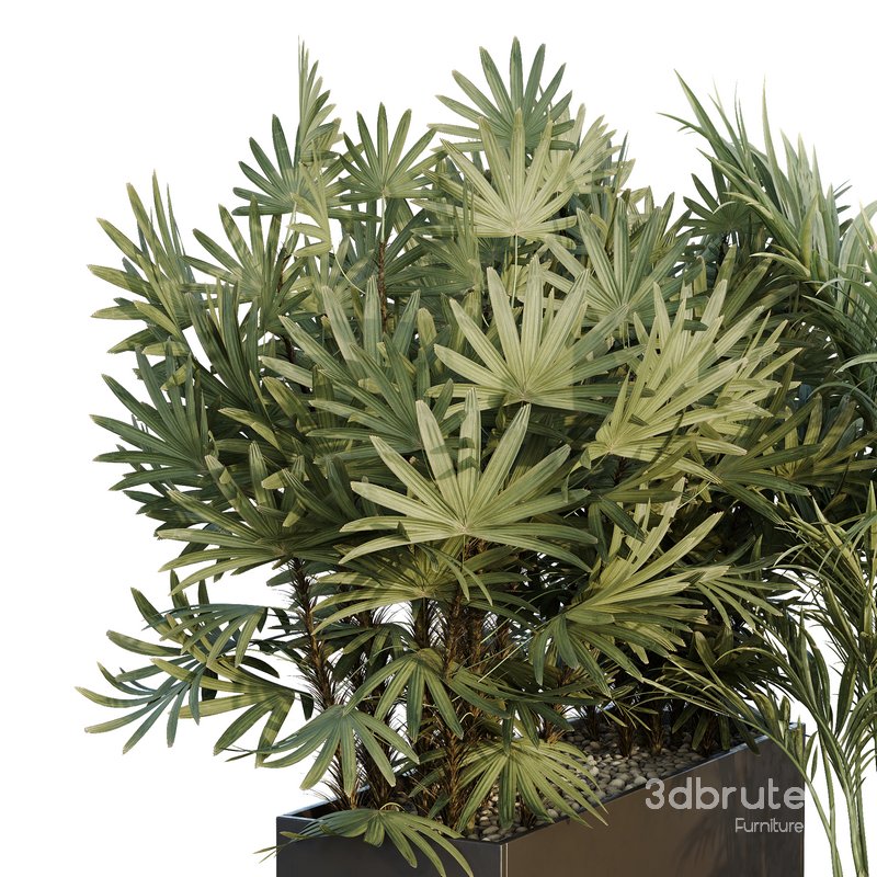 HQ Tree and bush garden box outdoor VOL 44 Image 3