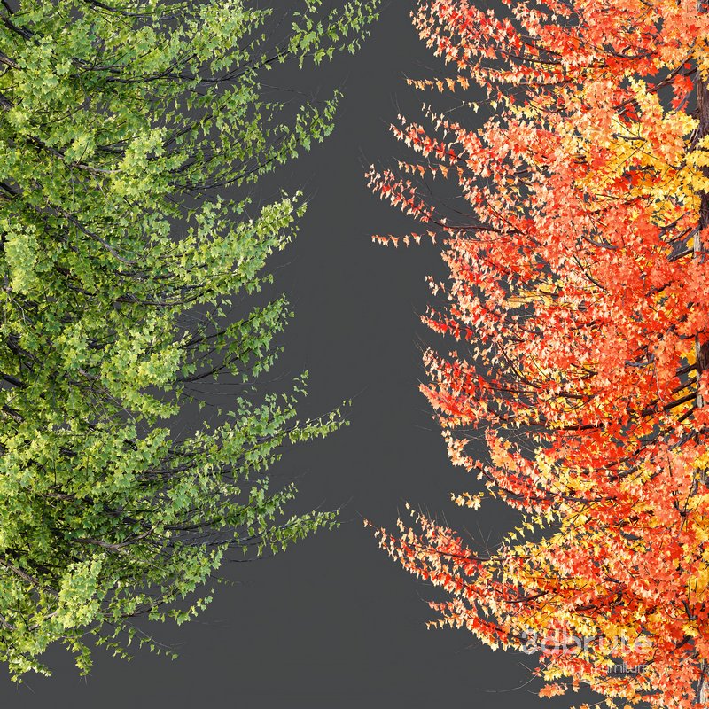 Plants Acer X freemanii Freeman Maple Sapindaceae Umbrella Set02 Image 3