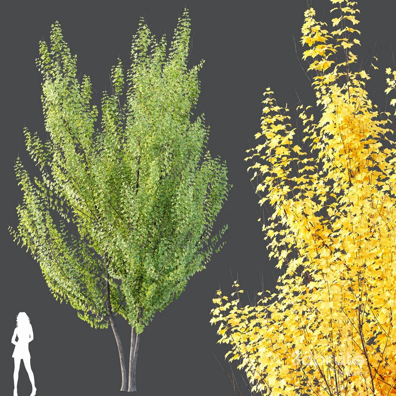 Plants Acer X_freemanii Freeman Maple Sapindaceae Autumn Blaze Set02 Image 3