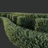 Plants Gray Box Westringia Fruticosa Coastal Rosemary Set03 - Thumbnail 3
